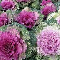 Mixed Kale Seeds – Heirloom, Non-GMO, High Germination Organic Garden Seeds Planting