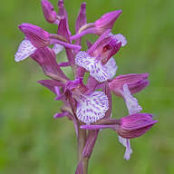 Purple Monkey Face Orchid Flower Seeds – Heirloom, Non-GMO, High Germination Organic Garden Seeds for Planting