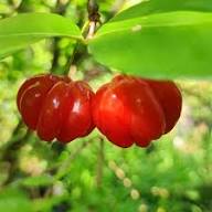 Red Pitanga Seeds – Heirloom, Non-GMO, High Germination Organic Garden Seeds