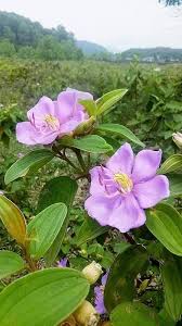 Semillas de flor de Tibouchina Granulosa rosa – Variedad tradicional, no transgénicas, orgánicas de alta germinación