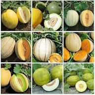 Mixed Cantaloupe Seeds – Heirloom, Non-GMO, High Germination Organic Garden Seeds