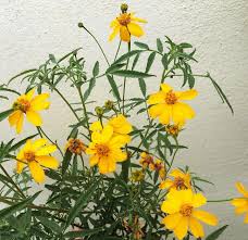 Yellow Tagetes Lemmonii Flower Seeds Heirloom Non-GMO High Germination Organic Seeds