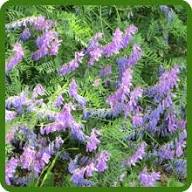 Purple Vetch Flower Seeds Heirloom Non-GMO High Germination Organic Garden Seeds for Planting
