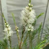 White Melaleuca Alternifolia Flower Seeds Heirloom Non-GMO High Germination Organic Garden Seeds