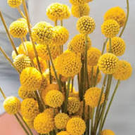 Yellow Globosa Flower Seeds – Heirloom, Non-GMO, High Germination Seeds