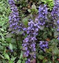 Purple Reptans Flower Seeds Heirloom Non-GMO High Germination Organic Garden Seeds for Planting