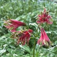 Red Alstroemeria Psittacina Flower Seeds – Heirloom, Non-GMO, High Germination Organic Seeds for Planting