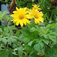 Yellow Tithonia Diversifolia Flower Seeds Heirloom Non-GMO High Germination Organic Garden Seeds