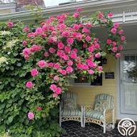 Zephirine Rose Flower Seeds – Heirloom Non-GMO High Germination Organic Garden Seeds