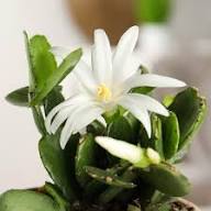 White Rhipsalidopsis Gaertneri Flower Seeds Heirloom Non-GMO High Germination Organic Garden Seeds