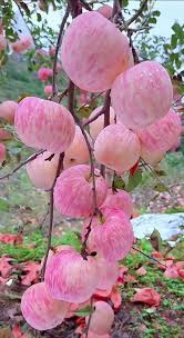 Apple Seeds Rosa Heritage Non-GMO Keimstark Bio Garten Samen zum Pflanzen