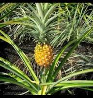 Yellow Pineapple Fruits Seeds Heirloom Non-GMO High Germination Organic Garden Seeds for Planting