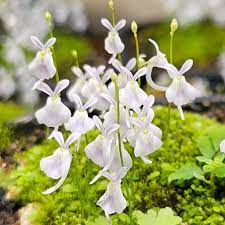 White Utricularia Sandersonii Flower Seeds – Heirloom, Non-GMO, High Germination Organic Garden Seeds