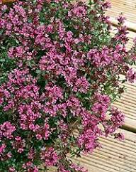 Pink Thyme Flower Seeds Heirloom Non-GMO High Germination Organic Garden Seeds
