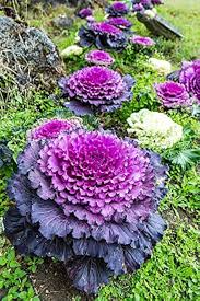 Mixed Ornamental Cabbage Seeds Heirloom Non-GMO High Germination Organic Garden Seeds for Planting