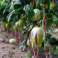 Mixed Solanum Muricatum Seeds – Heirloom, Non-GMO, High Germination Organic Garden Seeds for Planting