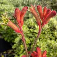 Red Kangaroo Paw Flower Seeds – Heirloom Non-GMO High Germination Organic Garden Seeds for Planting