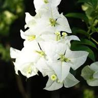 Whiteclimbing Bougainvillea Flower Seeds – Heirloom Non-GMO High Germination Organic Garden