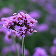 Pink Verbena Bonariensis Flower Seeds for Planting – Heirloom, Non-GMO, High Germination