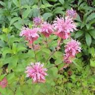 Semillas de flor de bergamota rosa – Cimarrón, sin OMG, semillas de jardín orgánicas de alta germinación para sembrar