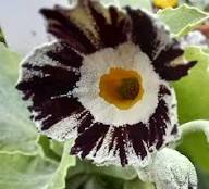 Primula Auricula Flower Seeds Green Purple Heirloom Non-GMO High Germination Organic Garden Seeds for Planting