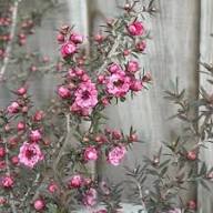 Pink Leptospermum Scoparium Flower Seeds – Seeds for Planting, Heirloom, Non-GMO, High Germination Organic Garden Seeds