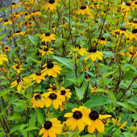 Yellow Rudbeckia Triloba Flower Seeds Heirloom Non-GMO High Germination Organic Garden Seeds for Planting