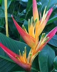 Semillas de flores de heliconia rojas y amarillas – Semillas reliquia no transgénicas de alta germinación