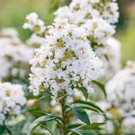 Solidago Speciosa White Flower Seeds for Planting – Heirloom, Non-GMO Organic Garden Seeds