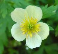 White Trollius Flower Seeds Heirloom Non-GMO High Germination Organic Garden Seeds for Planting