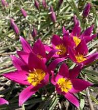 Pink Tulipa Humilis Flower Seeds for Planting – Heirloom, Non-GMO, High Germination