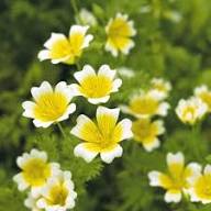 Yellow White Limnanthes Flower Seeds for Planting | Heirloom Non-GMO Organic