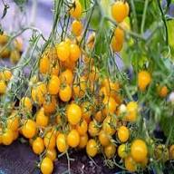 Tomato Growing Yellow Seeds – Heirloom, Non-GMO, High Germination Organic Garden Seeds