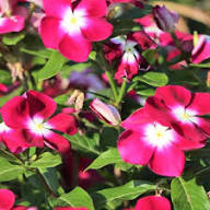 Periwinkle Flower Seeds Red Heirloom Non-GMO High Germination Organic Garden Seeds for Planting
