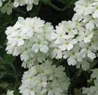 Verbena Flower Seeds Perennial for Planting – Heirloom, Non-GMO, High Germination