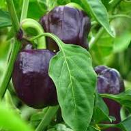 Chocolate Beauty Bell Pepper seeds for planting, heirloom non-GMO vegetable garden seeds for growing sweet brown bell peppers at home naturally