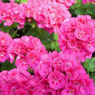 Rare Rosebud Geranium Flower Seeds Heirloom Non-GMO High Germination Organic Garden Seeds for Planting