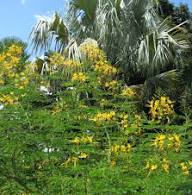 Yellow Cypella Flower Seeds – Heirloom, Non-GMO, High Germination Organic Garden Seeds