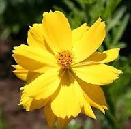 Cosmos Flower Seeds Yellow for Planting – Heirloom Non-GMO High Germination Seeds
