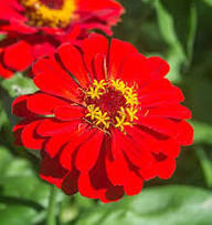 Zinnia Flower Seeds Red – Heirloom Non-GMO High Germination Organic Garden Seeds