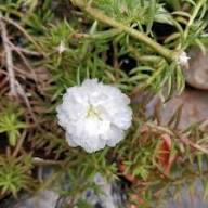 White Portulaca Flower Seeds – Heirloom Non-GMO High Germination Organic Garden Seeds