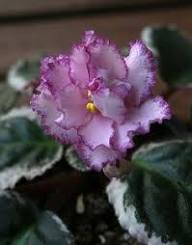 White Pink Saintpaulia Flower Seeds – Heirloom Non-GMO High Germination Organic Garden Seeds