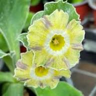 Green Primula Auricula Flower Seeds for Planting – Heirloom Non-GMO High Germination Organic Garden Seeds