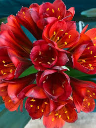 Perennial Clivia Flower Seeds Red – Heirloom Non-GMO High Germination Seeds