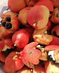 Semillas de ackee rojas, reliquia, sin OMG, alta germinación, orgánicas, semillas para plantar en el jardín