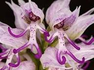 Purple Naked Orchid Flower Seeds Heirloom Non-GMO High Germination Organic Garden Seeds for Planting