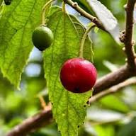 Muntingia Seeds Heirloom Non-GMO High Germination Organic Garden Seeds for Planting