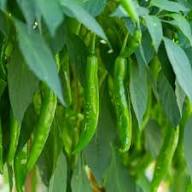 Green Chilli Seeds – Heirloom Non-GMO High Germination Organic Garden Seeds