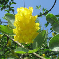 Yellow Argyrocytisus Flower Seeds for Planting – Heirloom, Non-GMO, High Germination Organic Garden Seeds
