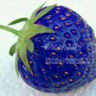 Sky Blue Strawberry Fruit Seeds for Planting – Heirloom Non-GMO High Germination Organic Garden Seeds Rare Berry Seeds for Home Garden